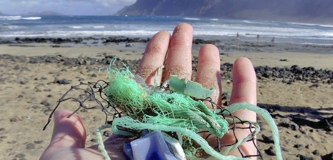 La presencia del compuesto en los océanos hace que se introduzca en las cadenas tróficas / Foto: Martin Jacov