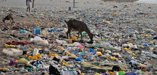 Una cabra rebusca en un vertedero informal de Maka Diama, la localidad del norte de Senegal donde tiene un taller la asociación / Foto: AGP