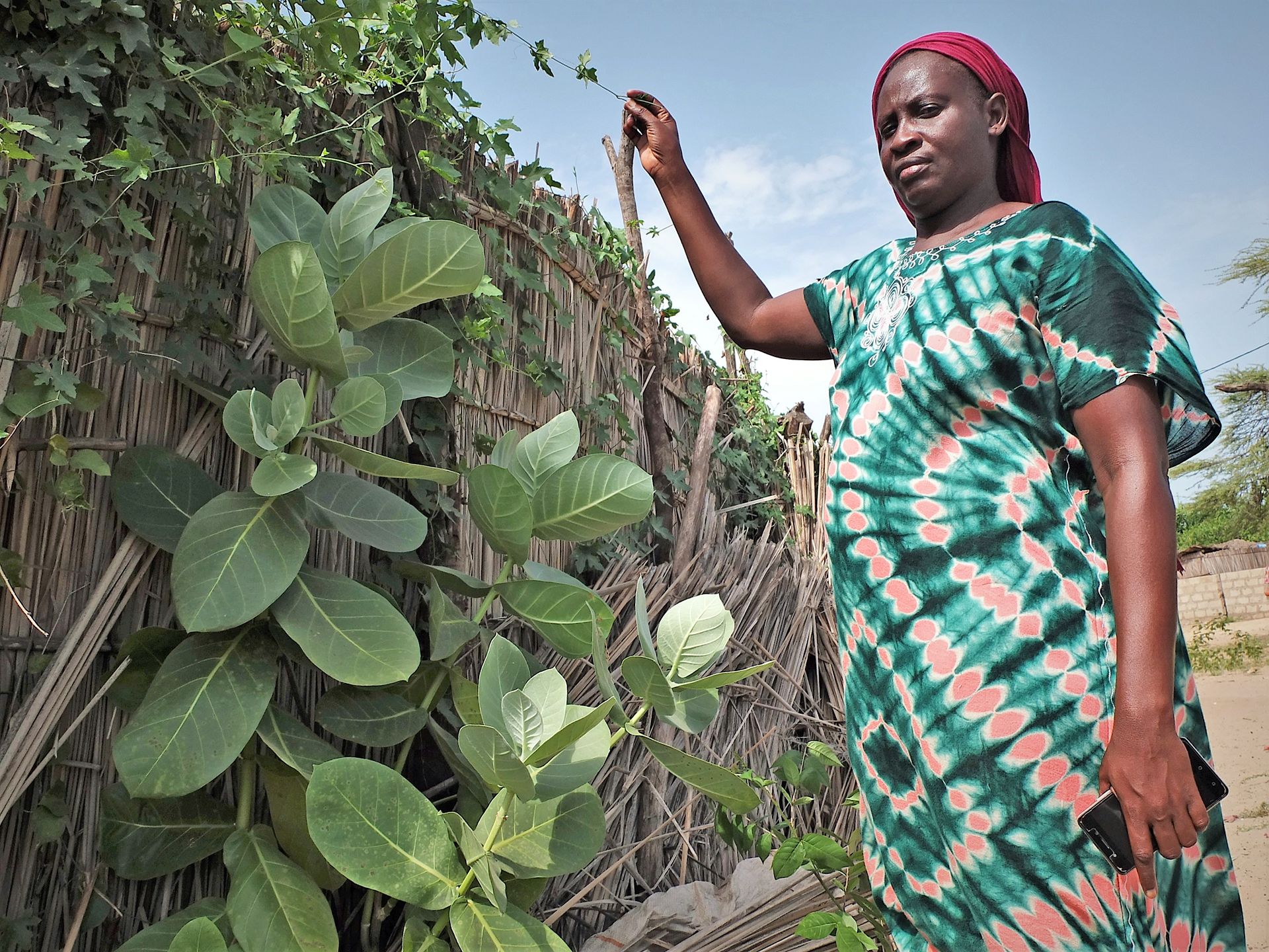 Una de las trabajadoras de Maka Diama mostrando la totora que crece junto al río Senegal / Foto: AGP