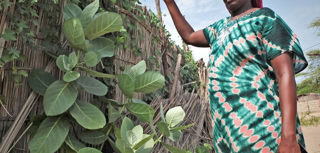 Una de las trabajadoras de Maka Diama mostrando la totora que crece junto al río Senegal / Foto: AGP