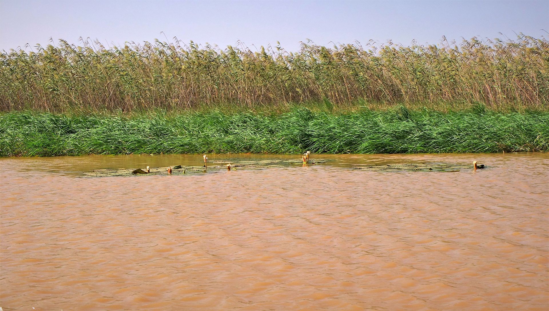 Vista de la orilla del río Senegal, donde crece la totora con la que se hace la pasta de celulosa / Foto: AGP