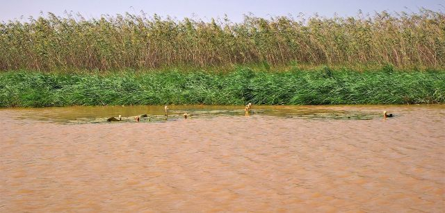 Vista de la orilla del río Senegal, donde crece la totora con la que se hace la pasta de celulosa / Foto: AGP