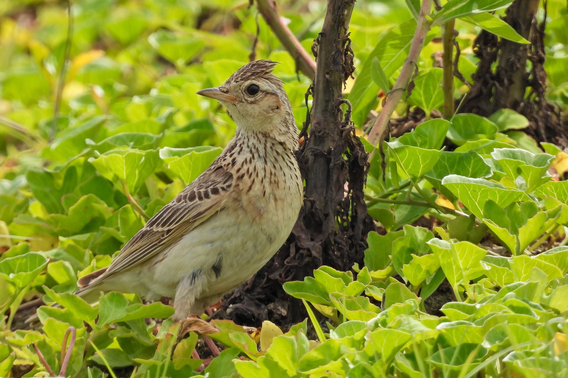 Ejemplar de una Alondra. El 25% de las especies de aves están en peligro o son vulnerables / Foto: Pixabay