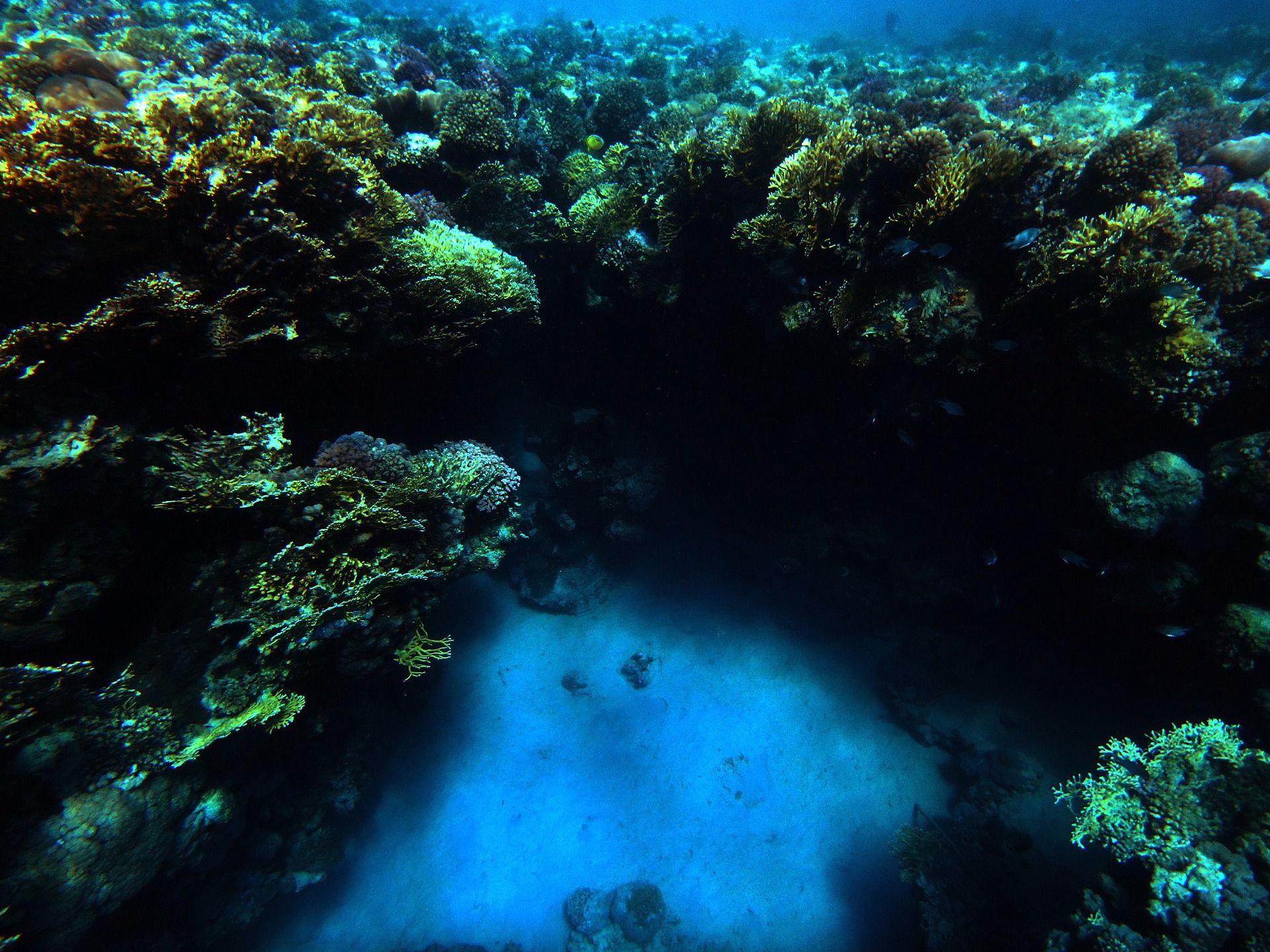 Menos del 3% de todos los océanos están protegidos. Greenpeace pide a los líderes que se comprometan / Foto: Pixabay