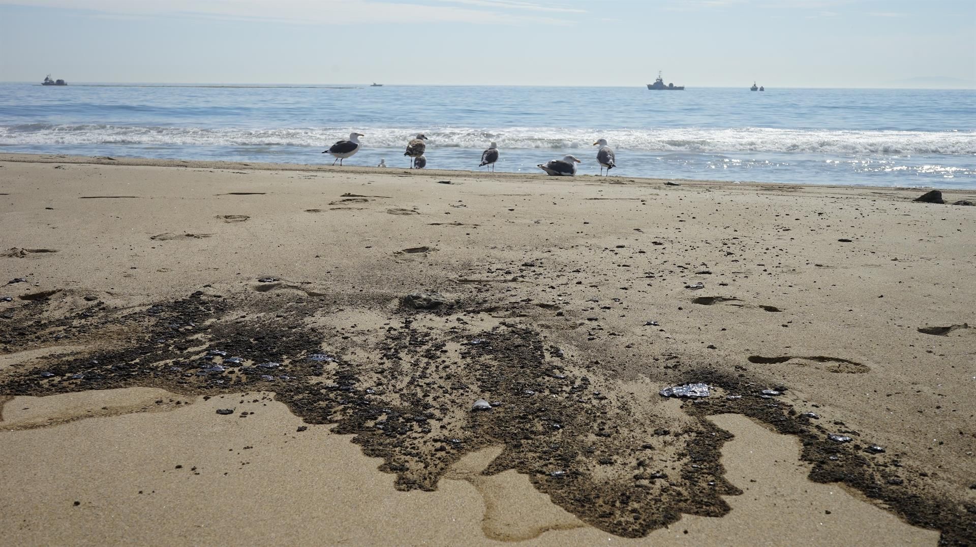 Aves junto vertido de petróleo en la costa de California / Foto: EP
