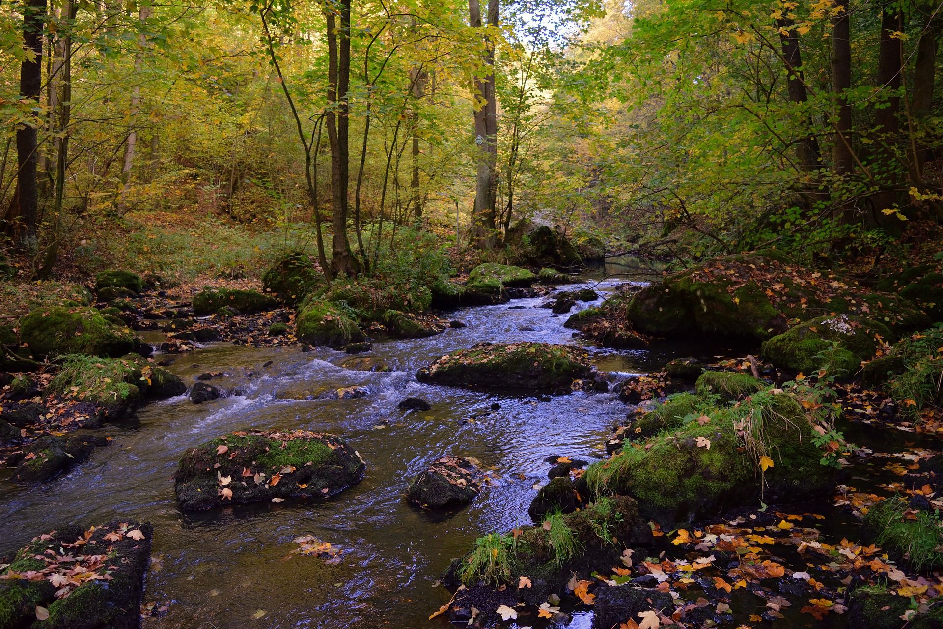 Proteger los bosques con medidas contundentes / Foto: Pixabay