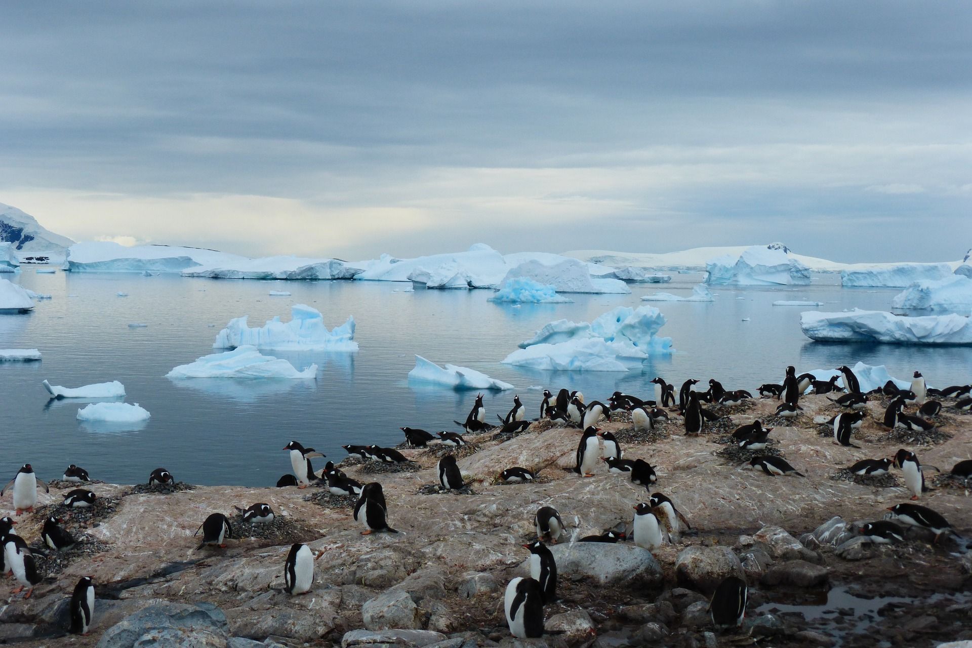 Ejemplares de pingüinos en la Antártida / Foto: Pixabay