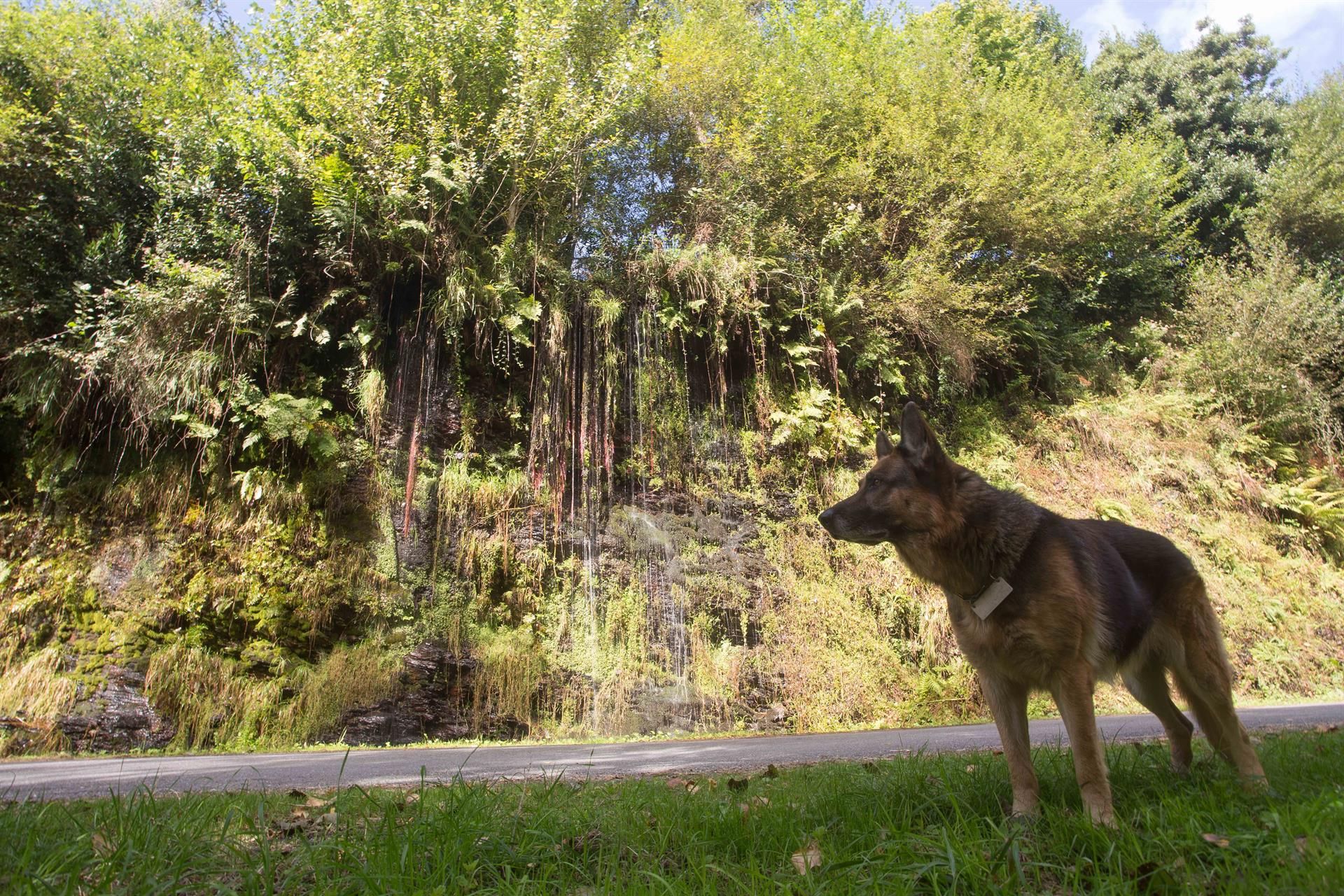 Los animales pasaran de ser cosas a seres sintientes / Foto: Carlos Castro - EP