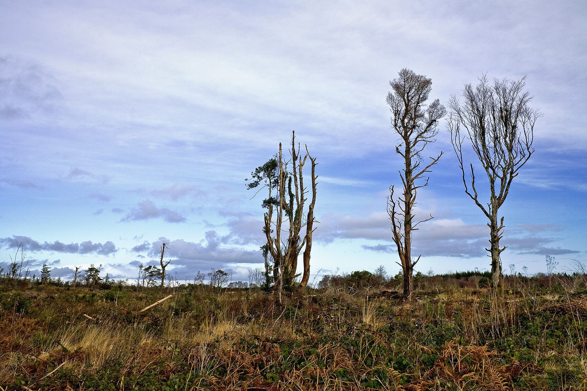 Relación entre el cambio climático y la irrupción de nuevos patógenos. Deforestación / Foto: Al Lambe - Pixabay