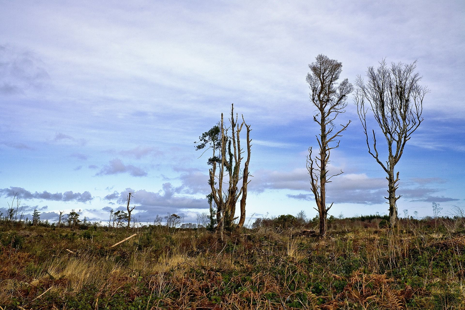 Relación entre el cambio climático y la irrupción de nuevos patógenos. Deforestación / Foto: Al Lambe - Pixabay
