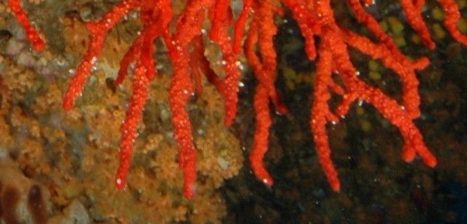 La colonia coralina se halla en el interior de una cueva / Foto: Joaquim Garrabou (ICM-CSIC)