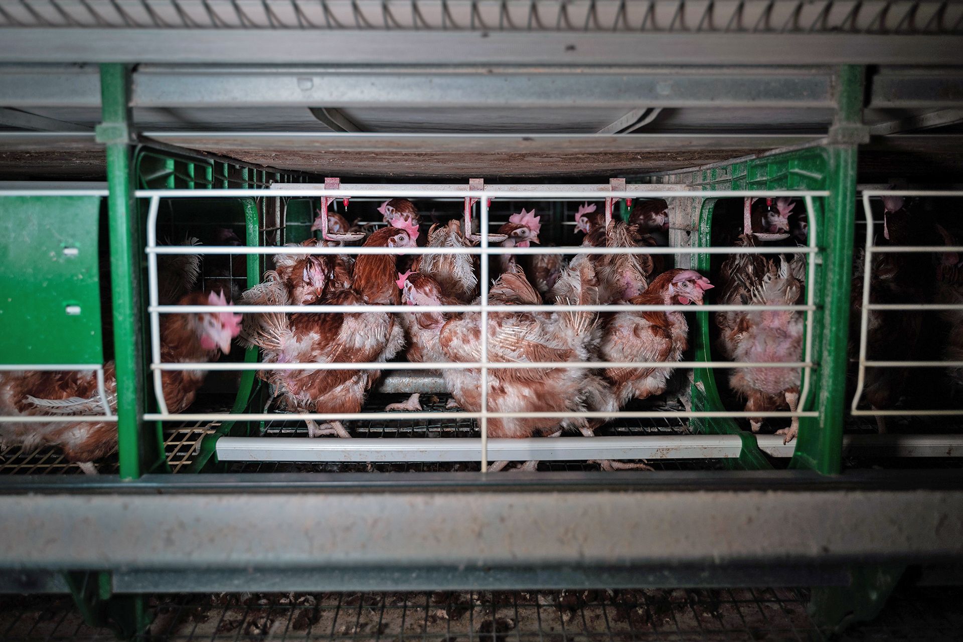 Ejemplares de gallinas enjauladas. Industria de huevo / Foto: Equalia
