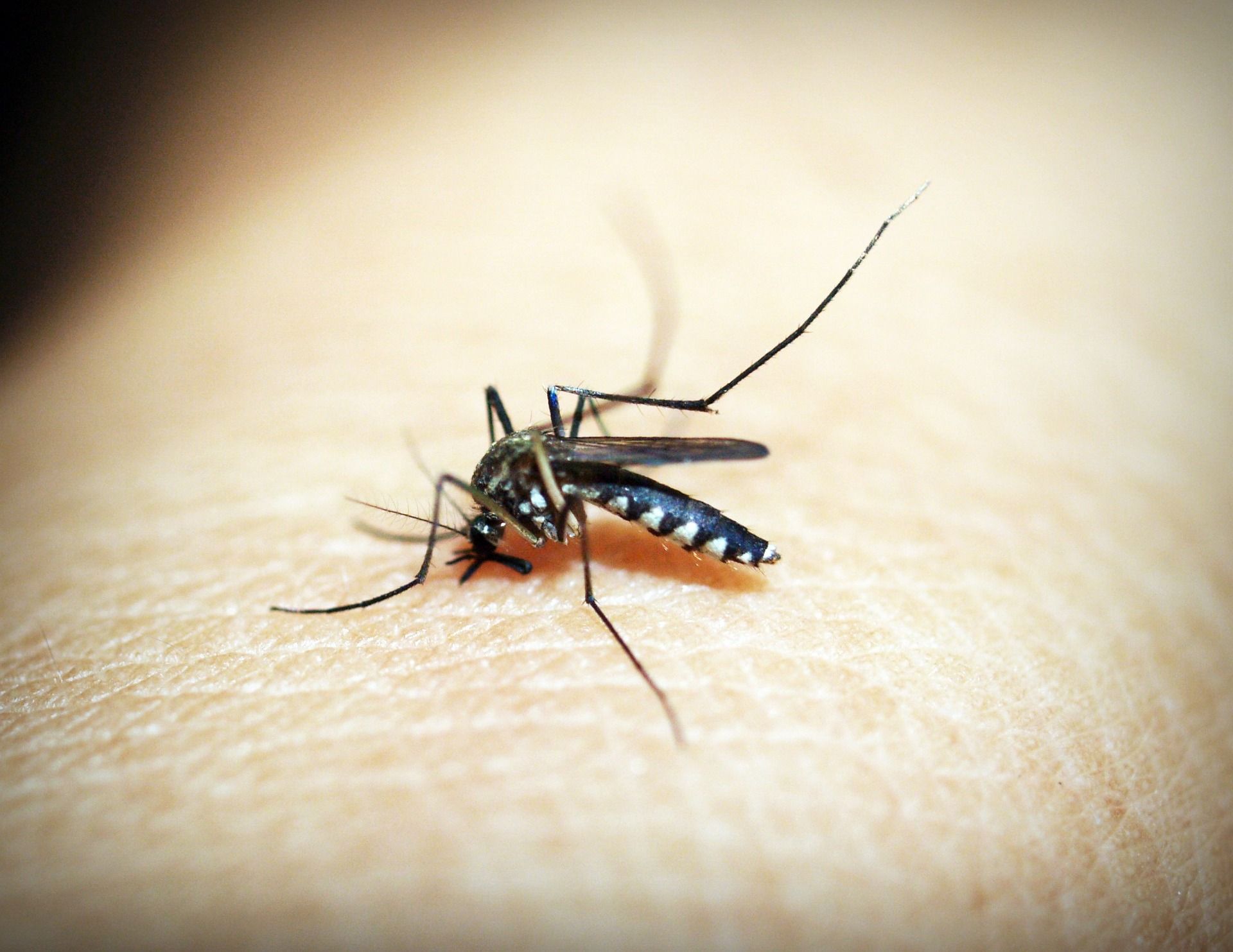 La malaria se transmite a través de la picadura de mosquitos anofeles infectados / Foto: Pixabay