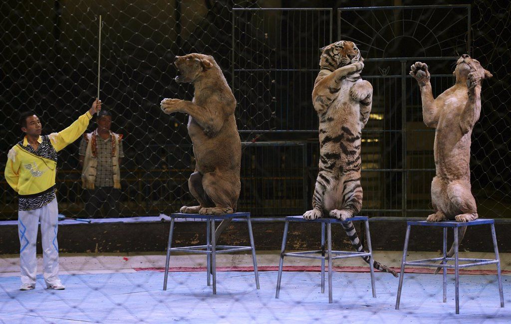 Espectáculo con animales en circos, en este caso con grandes felinos / Foto: EP