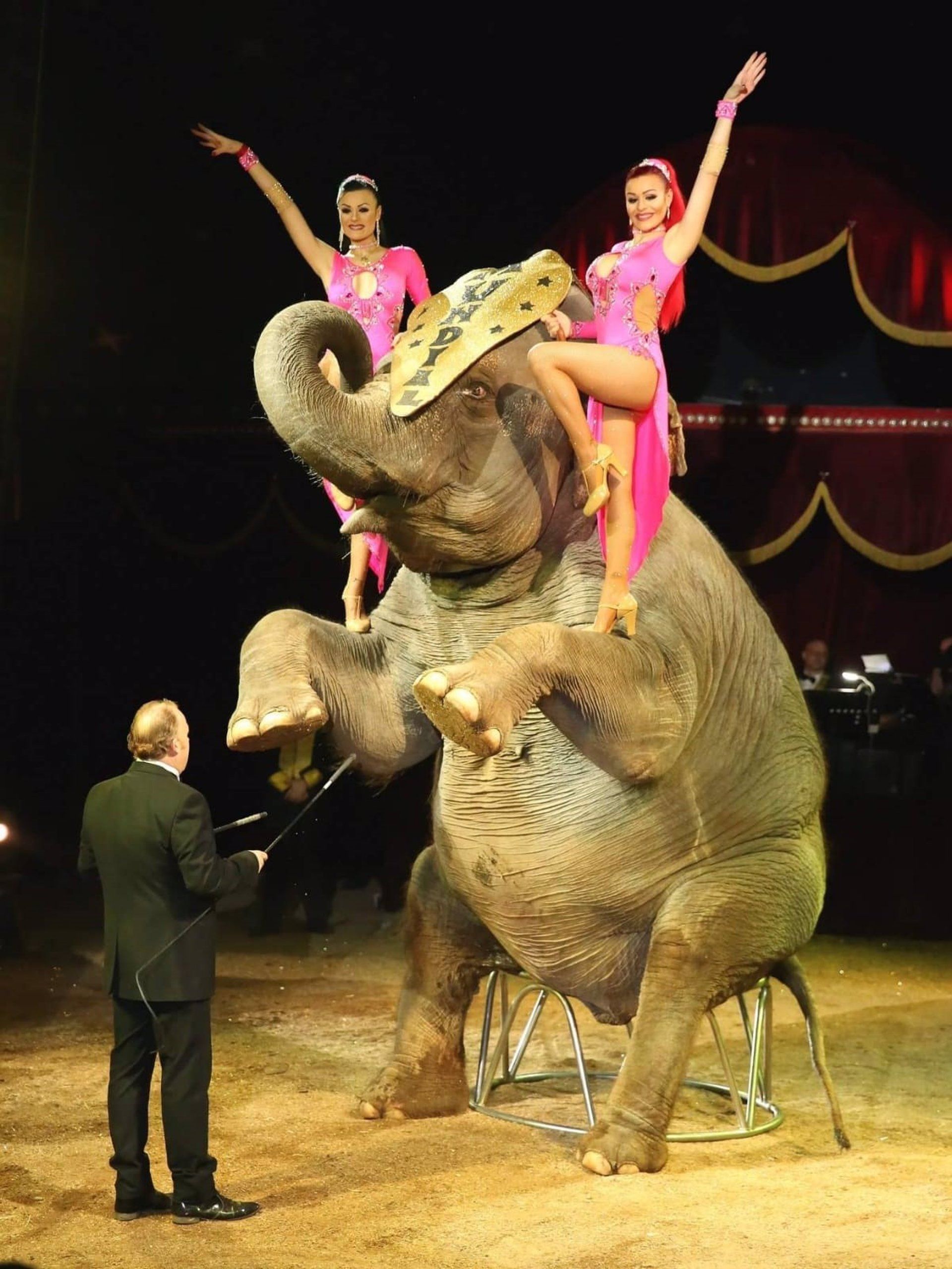Ejemplar de elefante, uno de los animales en los circos más recurrentes / Foto:  Circo Quirós - EP