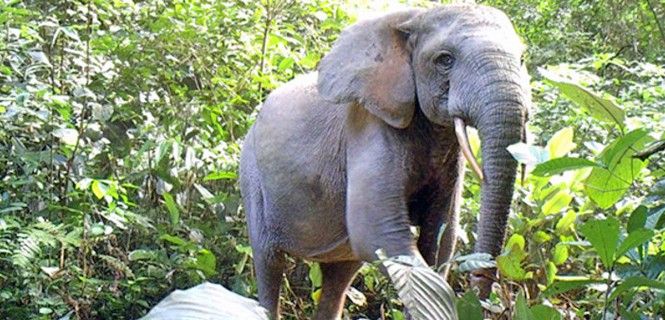 Una ejemplar de bosque en el Parque Nacional Minkébé / Foto: John Poulsen