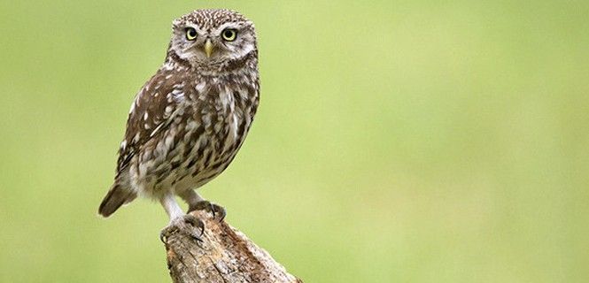 Mochuelo europeo ('Athene noctua'), una de las especies analizadas en el estudio / Foto: SINC - Martha de Jong-Lantink
