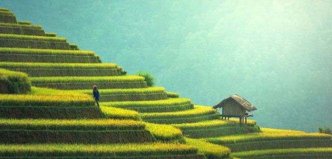 Cultivos de arroz en terrazas en el sur de China / Foto: Sasin Tipchai (Pixabay)