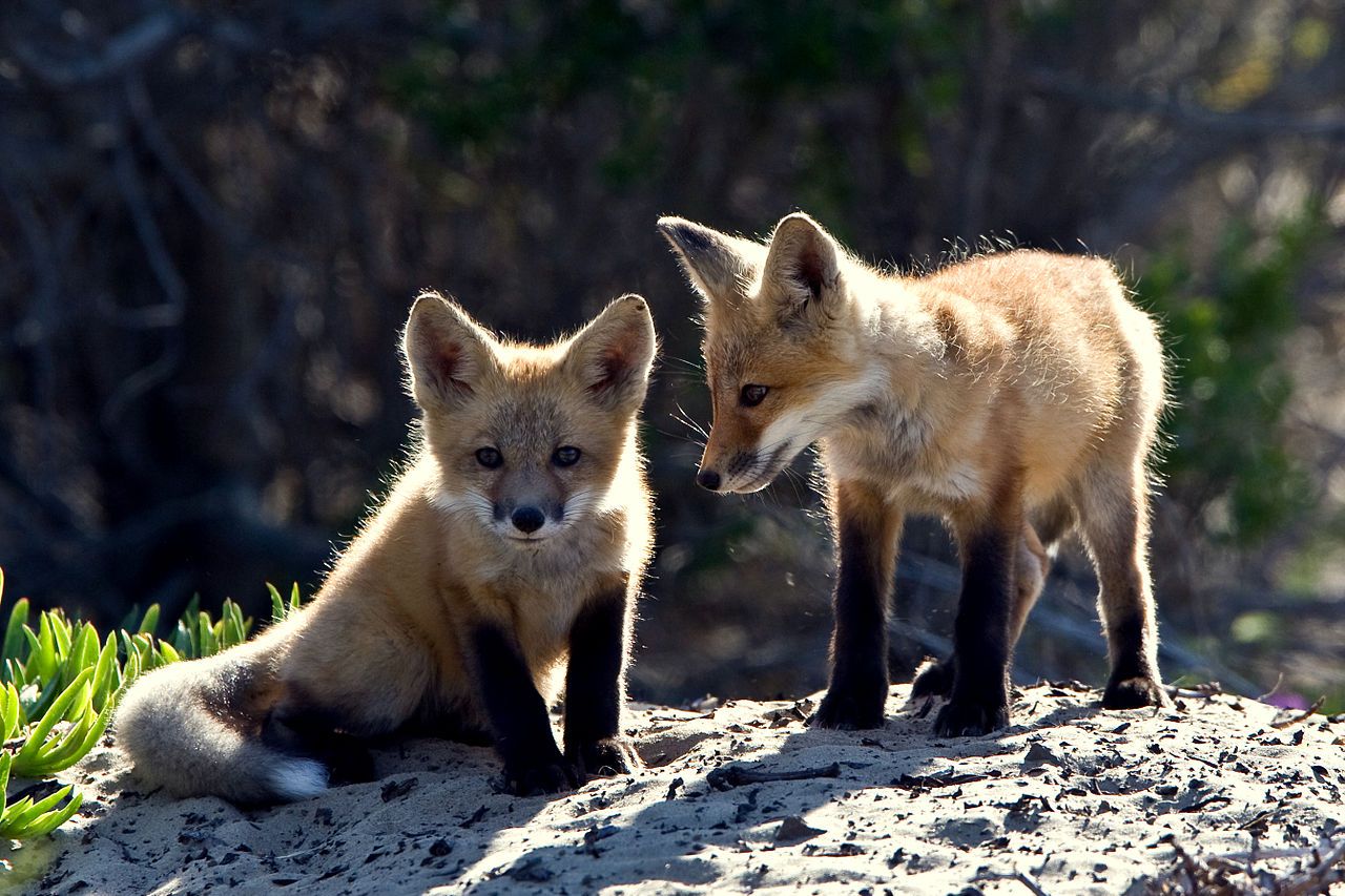 Dos ejemplares de zorro salvaje. Vigilar la salud de la fauna silvestre es importante / Foto: Wikimedia