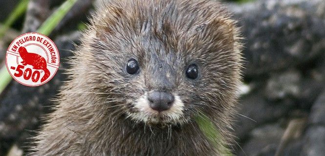 La población del pequeño mamífero en España no llega a los 500 ejemplares / Foto: Tiit Maran - WWF