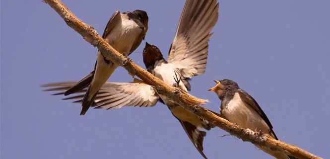 Golondrinas comunes ('Hirundo rustica') / Foto: Javier Milla - Seo/Birdlife - EP