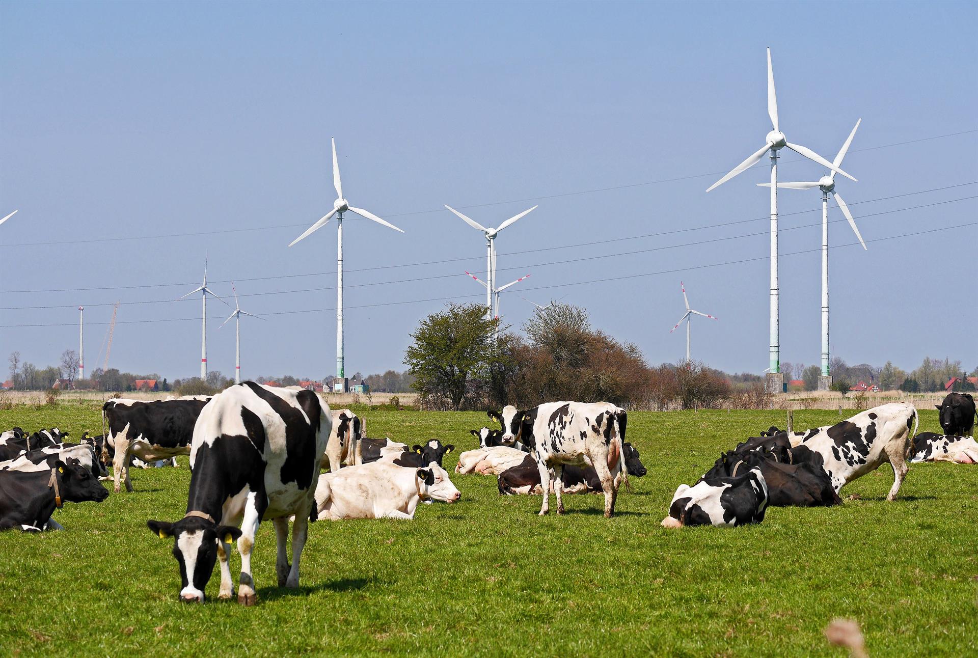Definir el despliegue de las renovables con criterio socioambiental  / Foto: APPA - EP