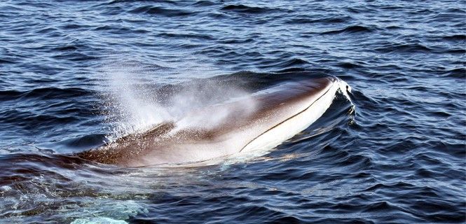 Se calcula que unos 5.000 rorcuales se mueven cada año por el Mediterráneo Occidental / Foto: Edmaktub