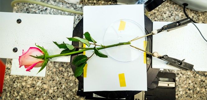 Los científicos han demostrado que las plantas electrónicas tienen aplicaciones prácticas / Foto:  Universidad Linköping