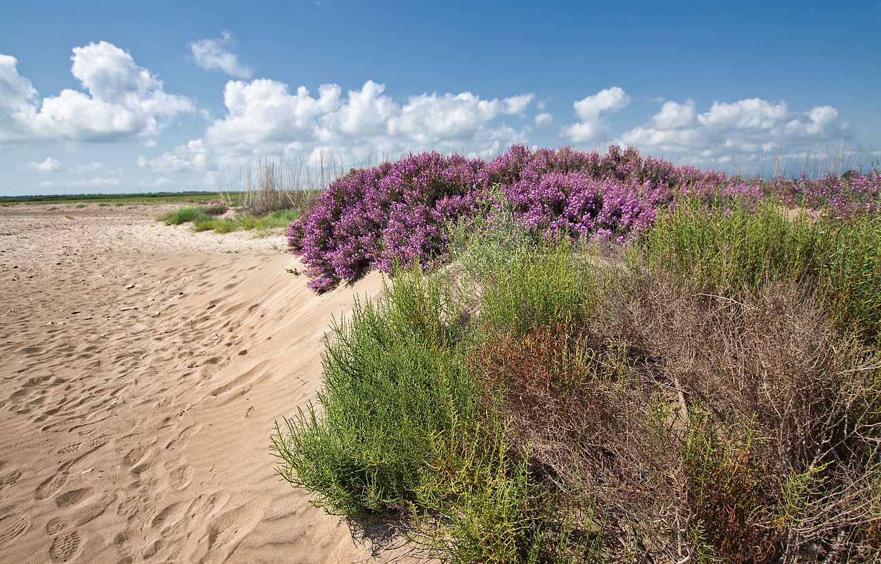 El proyecto europeo para adaptar la costa a los efectos del cambio climático. Dunas en la Punta del Fangar, Delta de l'Ebre / Foto: Miki Pons - Wikimedia Commons