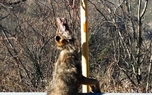 Lobo colgado de una señal de tráfico en la Reserva de la Biosfera de las Ubiñas, Asturias. WWF denuncia ante la Fiscalía el "ensañamiento" contra el lobo / Foto: EP - FAPAS