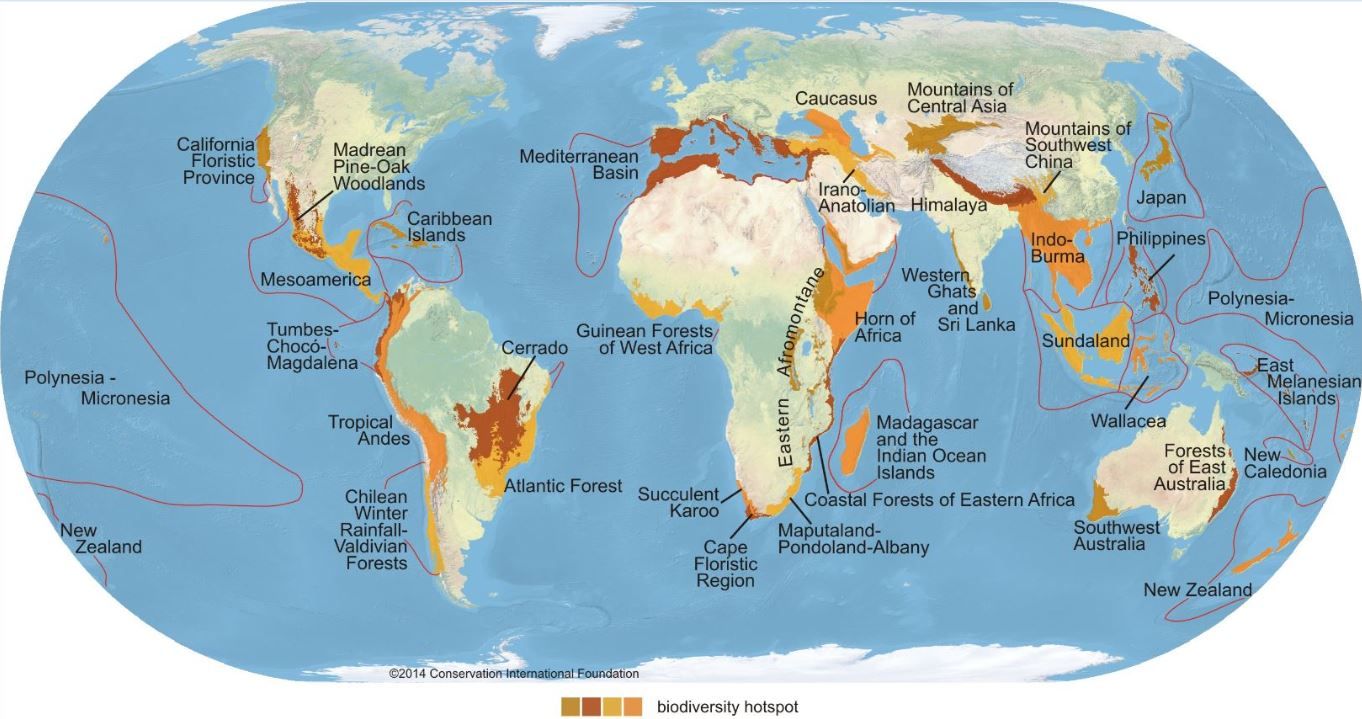 Conservation International (Conservation.org) define 35 puntos críticos de biodiversidad: lugares extraordinarios que albergan un gran número de especies que están muy amenazados / Imagen: Wikimedia