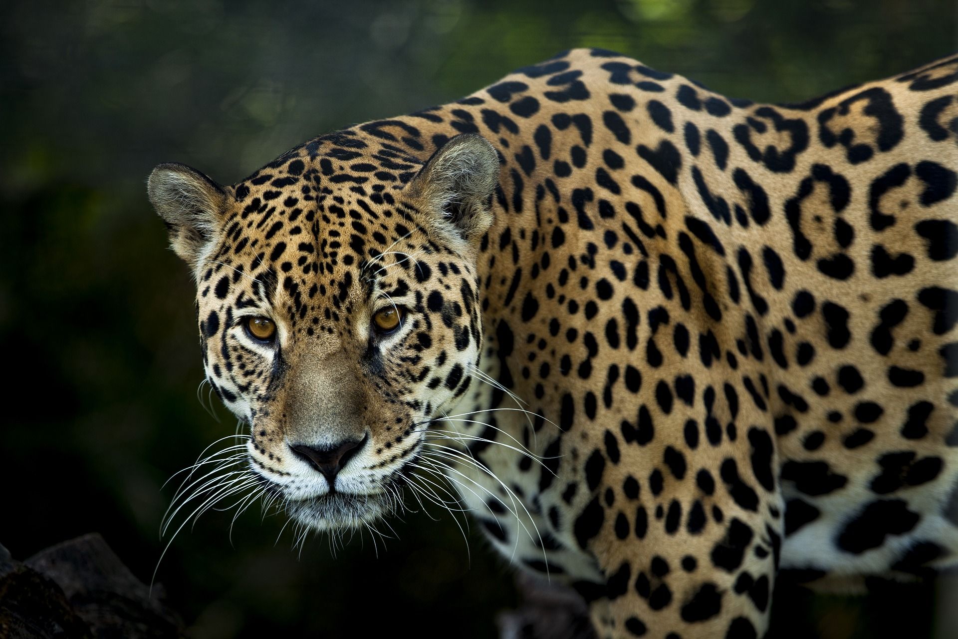 Ejemplar de jaguar, una de las especies más emblemáticas de Guatemala / Foto: Pixabay