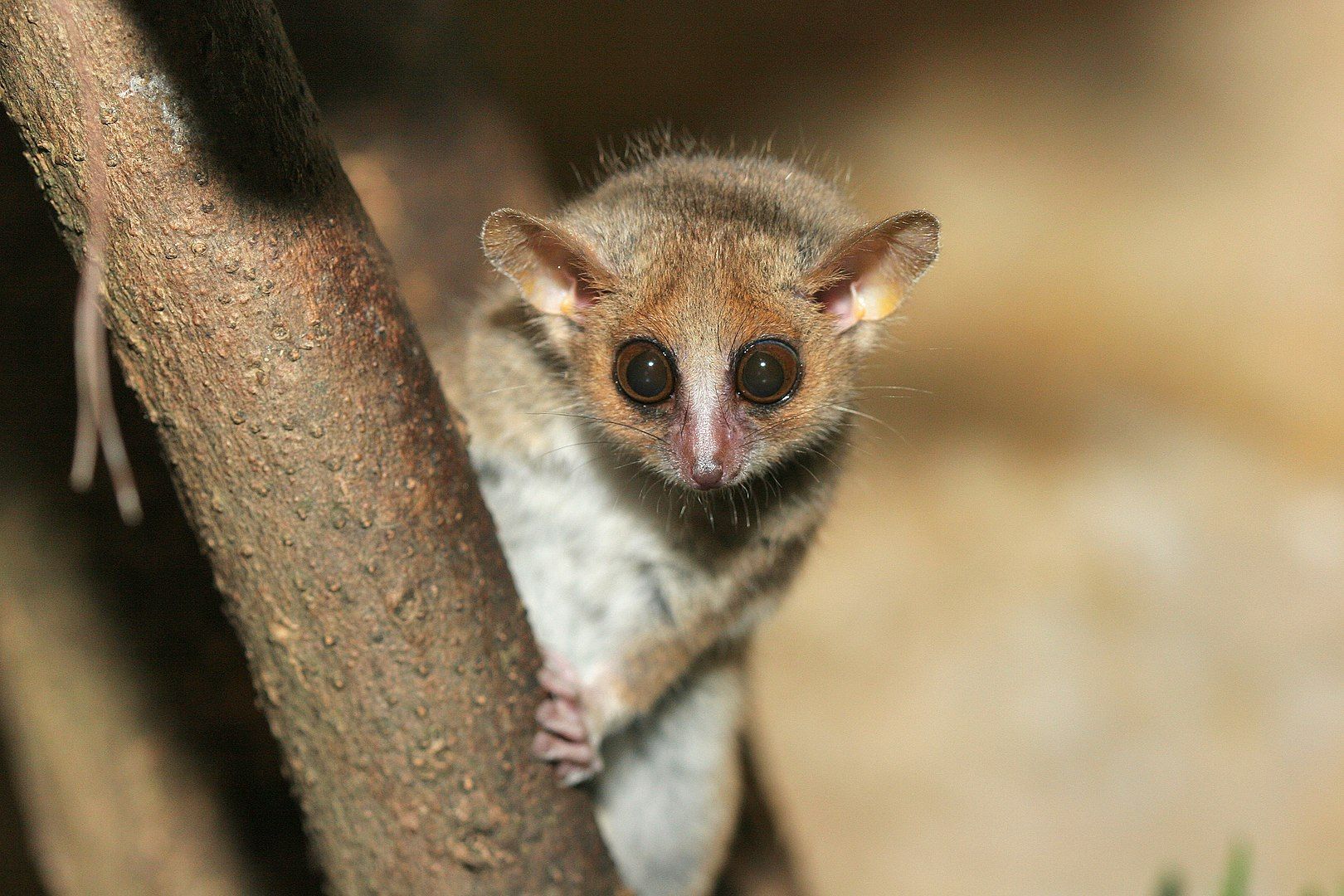 Ejemplar de lémur, probablemente uno de los primates más pequeños del mundo / Foto: Wikimedia Ejemplar de lémur, probablemente uno de los primates más pequeños del mundo / Foto: Wikimedia