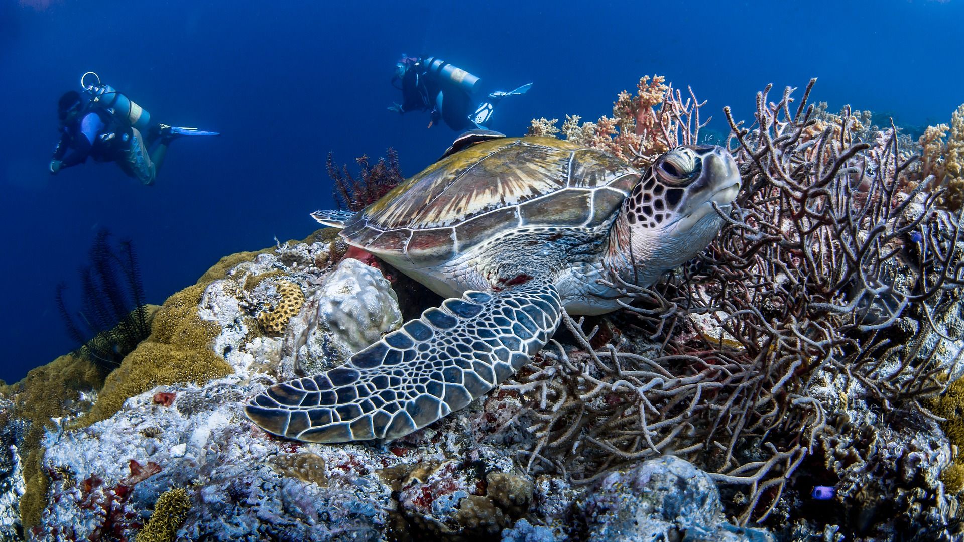 Ejemplar de tortuga marina en un arrecife de coral, Filipinas / Foto: Pixabay