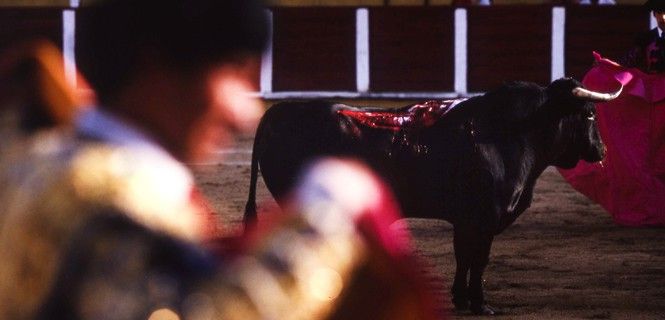 Un toro se desangra en la plaza por las heridas causadas por las banderillas / Foto: Josep Cano