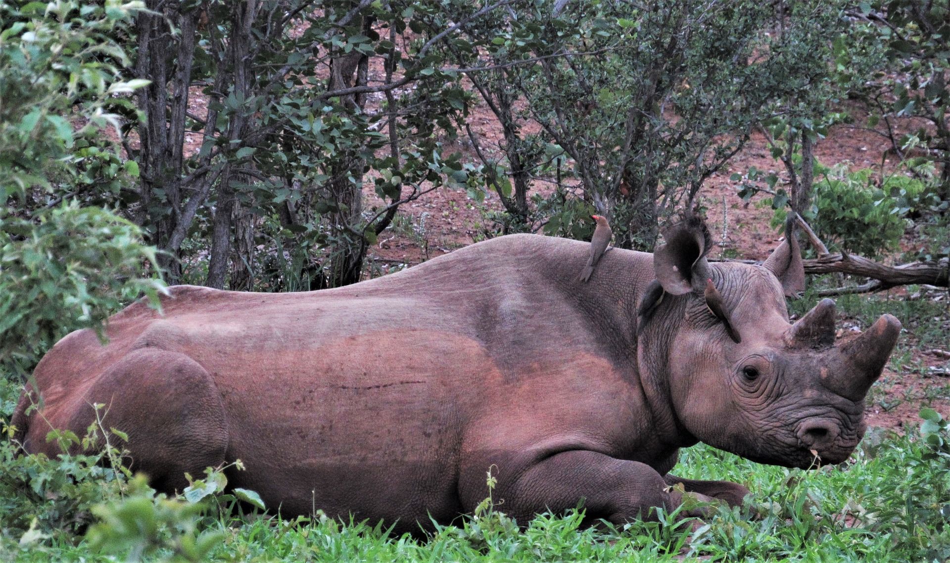 Ejemplar de rinoceronte negro de Zimbabwe / Foto: Pixabay
