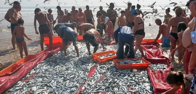 Capturas de caballa en la Costa de Caparica, Portugal Foto: EP - OCEANA - Agata Mrowiec