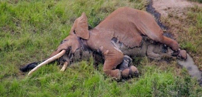 Cadáver de Satao 2 / Foto: Tsavo Trust - Africa Geographic