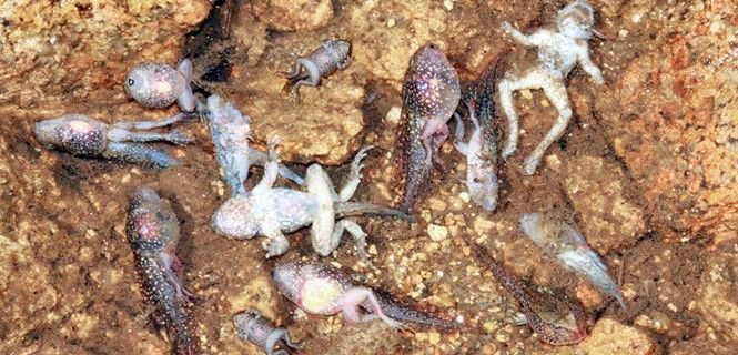 Larvas y metamórficos de sapo partero común de la Serra de Estrela infectados / Foto: SINC - Gonçalo M. Rosa