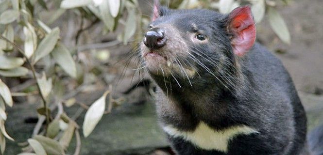 Un ejemplar sano de Sarcophilus harrisii / Foto: SINC - Shutterstock