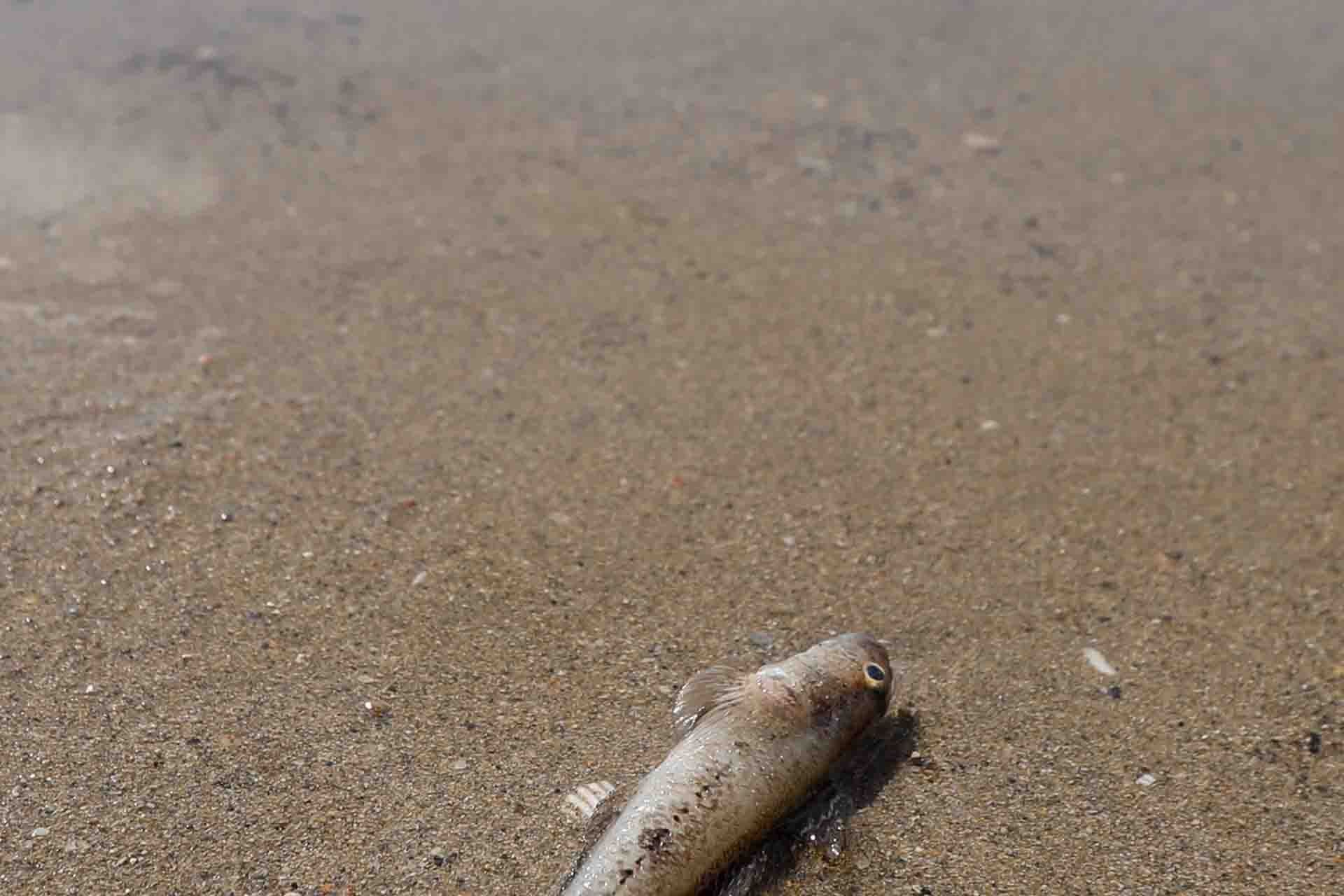 Un ejemplar de pez muerto aparecido en varias zonas del Mar Menor / Foto: EP