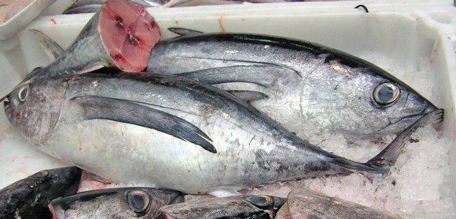 Ejemplares de bonito del norte víctima del “Fracaso” de la UE ante la sobrepesca / Foto: EP - NEF - Aniol Esteban