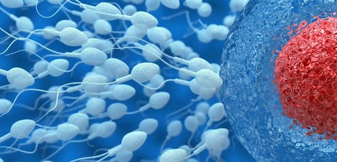 Los factores masculinos son los responsables de un 25% de los casos de infertilidad /  Foto: SINC - Fotolia