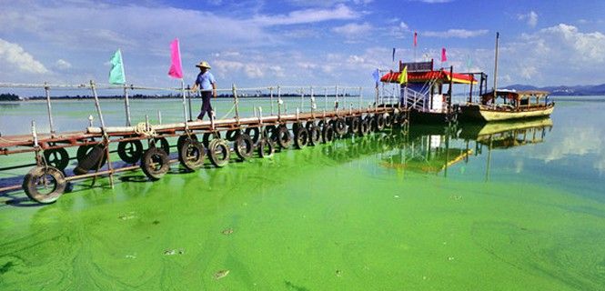 El lago Dianchi, en China, muestra los efectos de la eutrofización / Foto: Greenpeace
