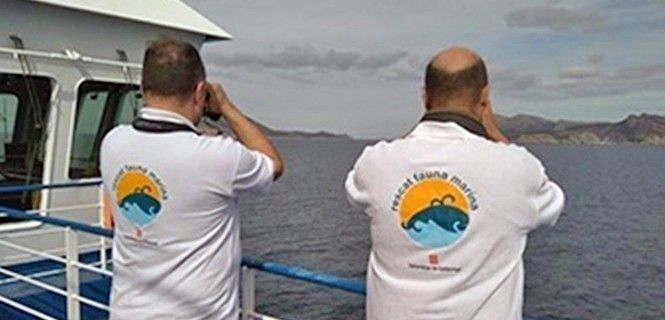 Técnicos de la Xarxa de Rescat de Fauna Marina en ferris de Baleària / Foto: EP