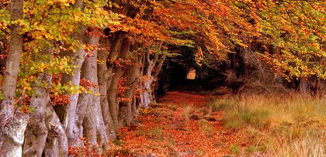 Arboleda de Selm Muir en West Lothian, Escocia / Foto: ONU  Robert Clamp