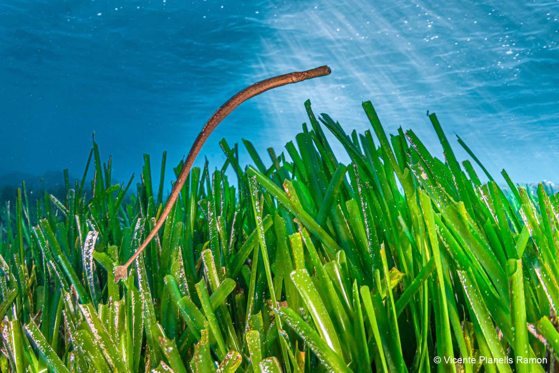 Invisibles en el entorno / Fotografía: Vicente Planells Ramon, primer premio MARE Animalia en la categoría Adulto-Experto