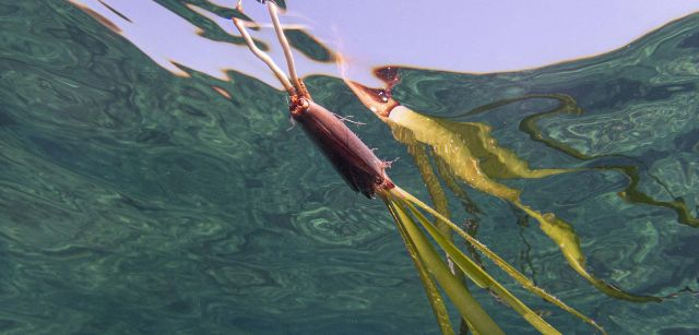 Raíces, tallo y hojas / Fotografía: Carla de Andrés Ruano, primer premio Mare Plantae, categoría Adulto-Amateur