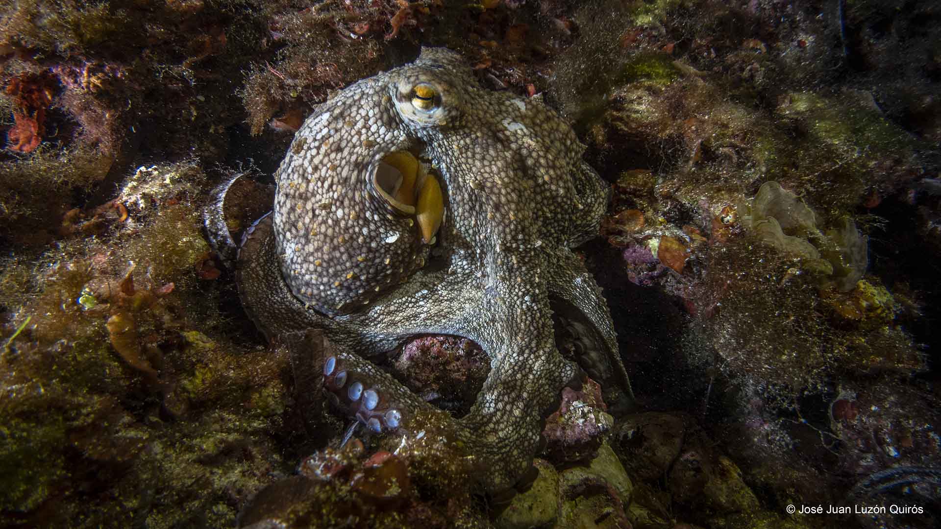 Rey del mimetismo / Fotografía: José Juan Luzón Quirós, primer premio MARE Animalia, categoría Adulto-Amateur