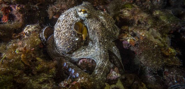 Rey del mimetismo / Fotografía: José Juan Luzón Quirós, primer premio MARE Animalia, categoría Adulto-Amateur